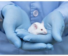 Common misconceptions about animal research
